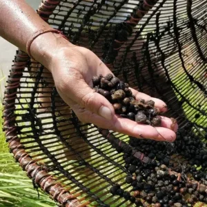 5+ Suta Makhana (Jumbo / Gold Grade Fox Nuts)