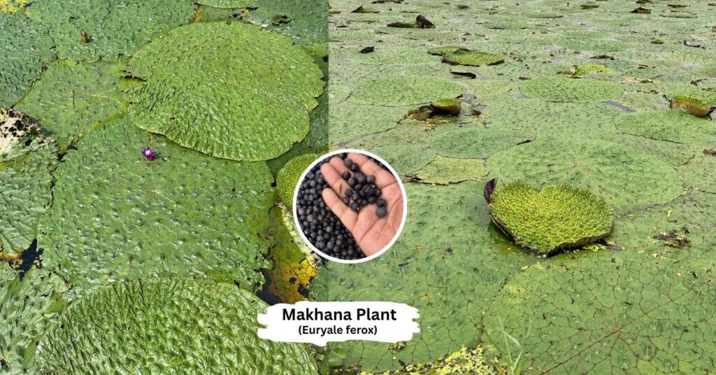 Picture of makhana plant growing in water pond