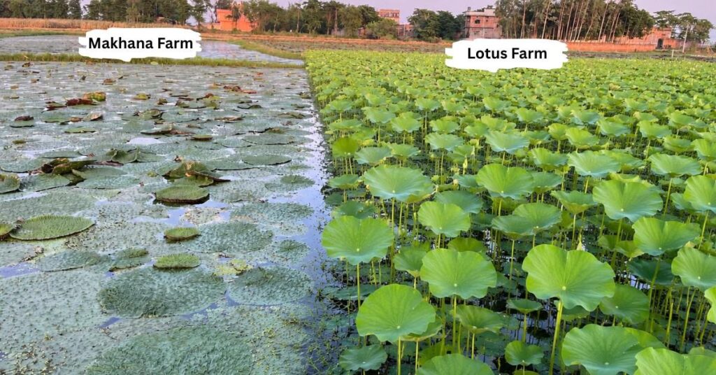 Picture of makhana farm and lotus farm showing differences in water plants and leaf structure