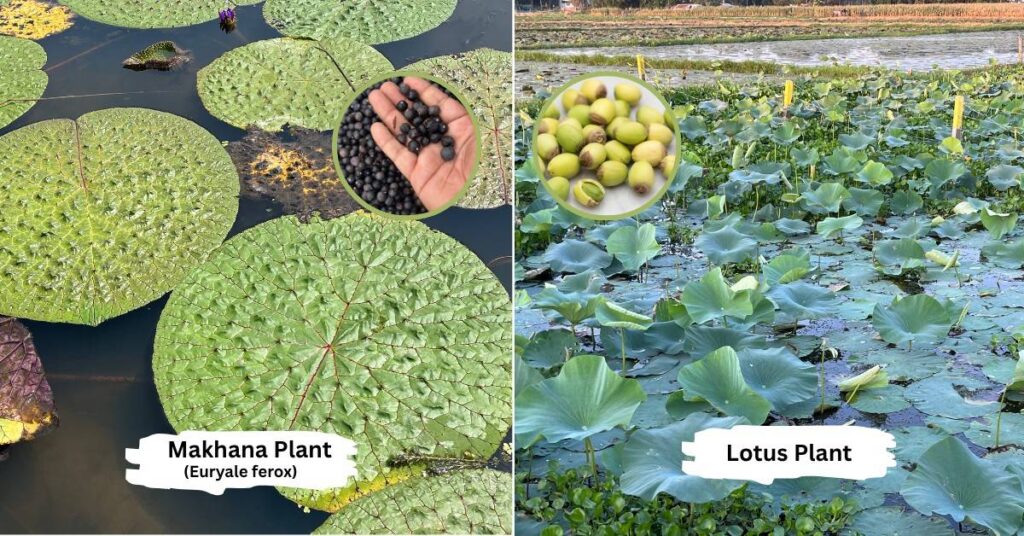 Picture of makhana plant and lotus plant growing in water ponds