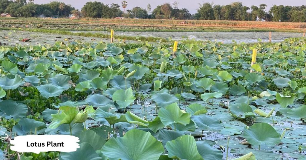 Picture of lotus plant growing in water pond